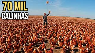 FREE-RANGE CHICKEN FARMING ON A GIANT SCALE! screenshot 3