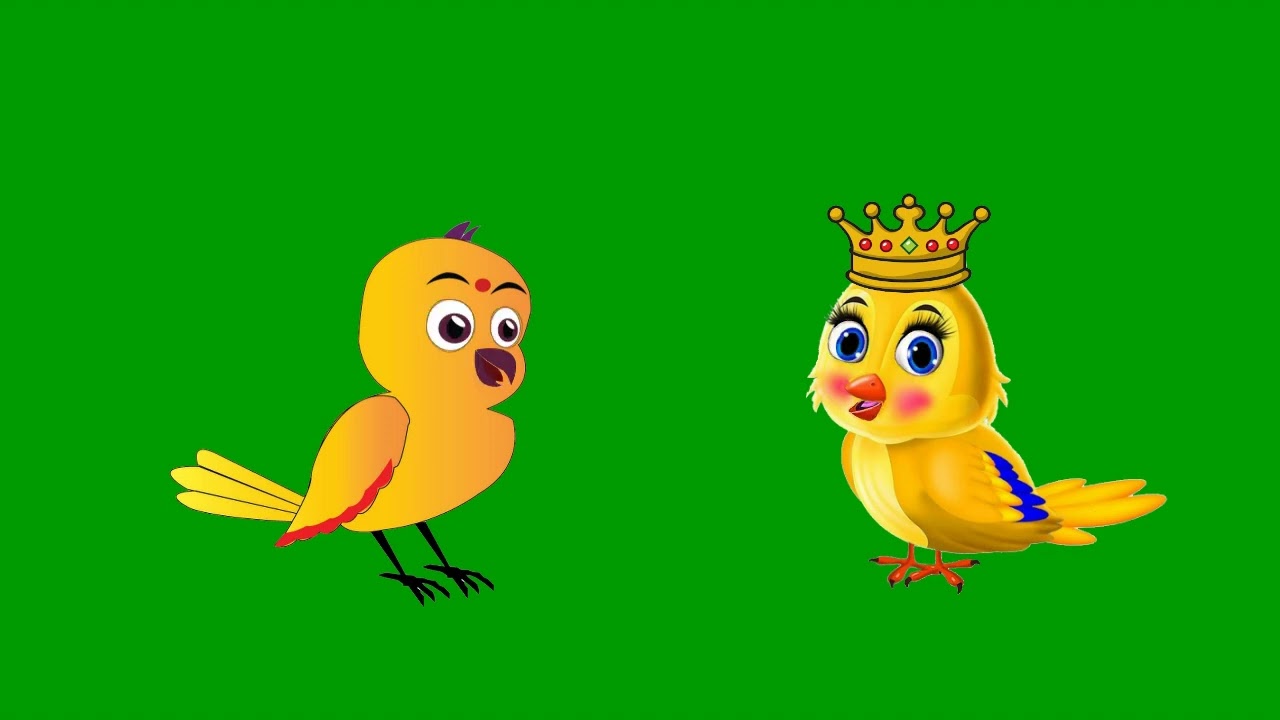 Talking Tuni Bird Green Screen No Copyright Goldmine Green Screen YouTube