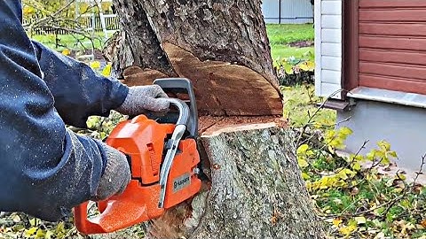 Mastering the Key Notch Technique: Advanced Tree Felling Tutorial #lumberjack #logger #chainsaw