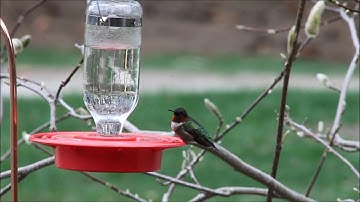Male Ruby Throated Hummingbird on Feeder