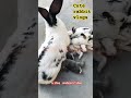 bunny 🐰 cute 🐰 trending video #khargosh #cute #ytshort