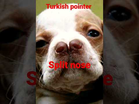 #turkish pointer the