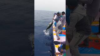 🐟💯 small yellow fin tuna fish #fishing #fish #trending #shortsviral #viral #shorts
