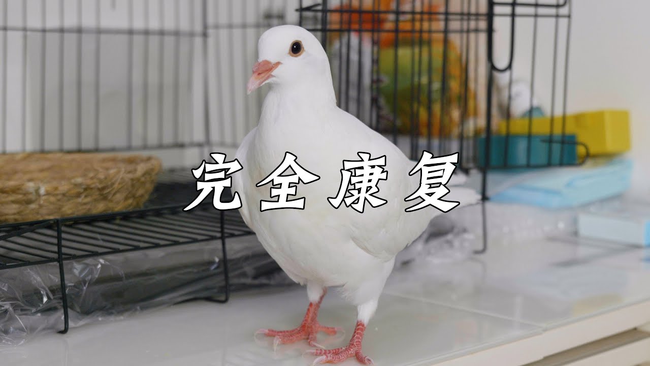 小鸽子完全康复了，也告别了嘤嘤叫~