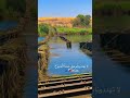 عسى الايام داري خواطرنا 