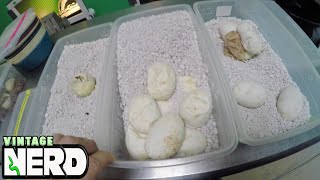 All About Python Eggs Part 2 of 2