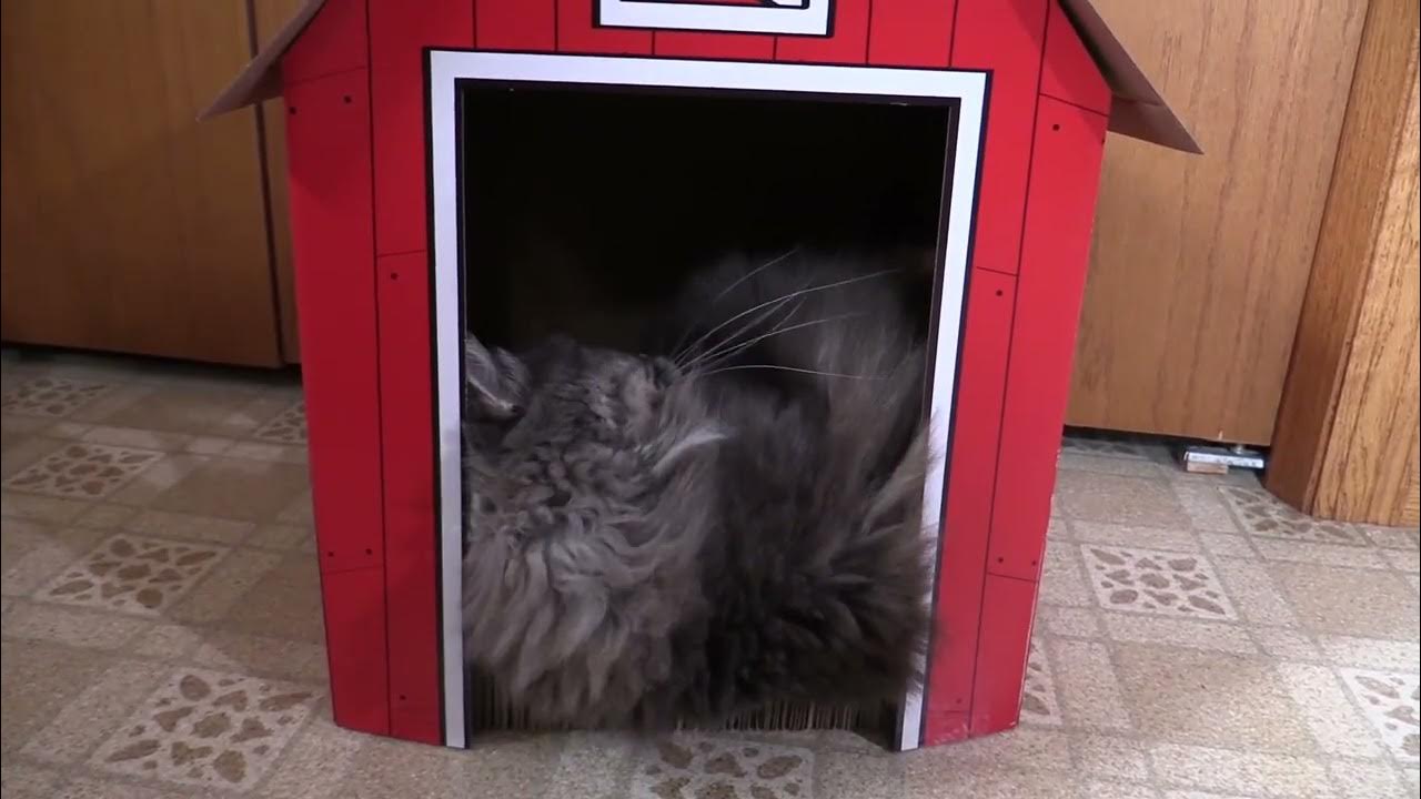 Kitty City Barn Cat Scratcher reviewed by cats! YouTube