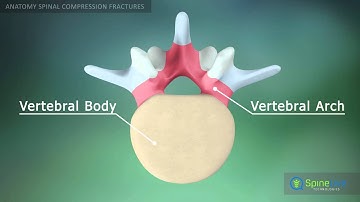 Spinal compression fractures Anatomy