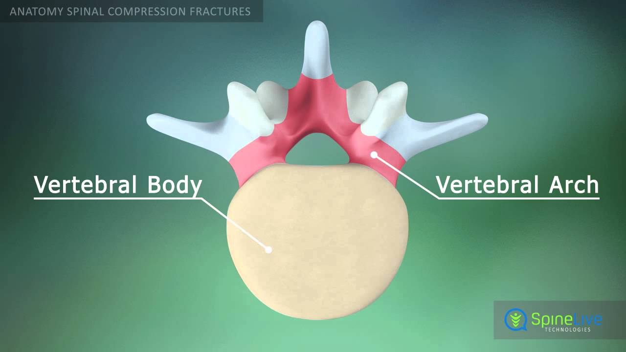 Spinal compression fractures Anatomy