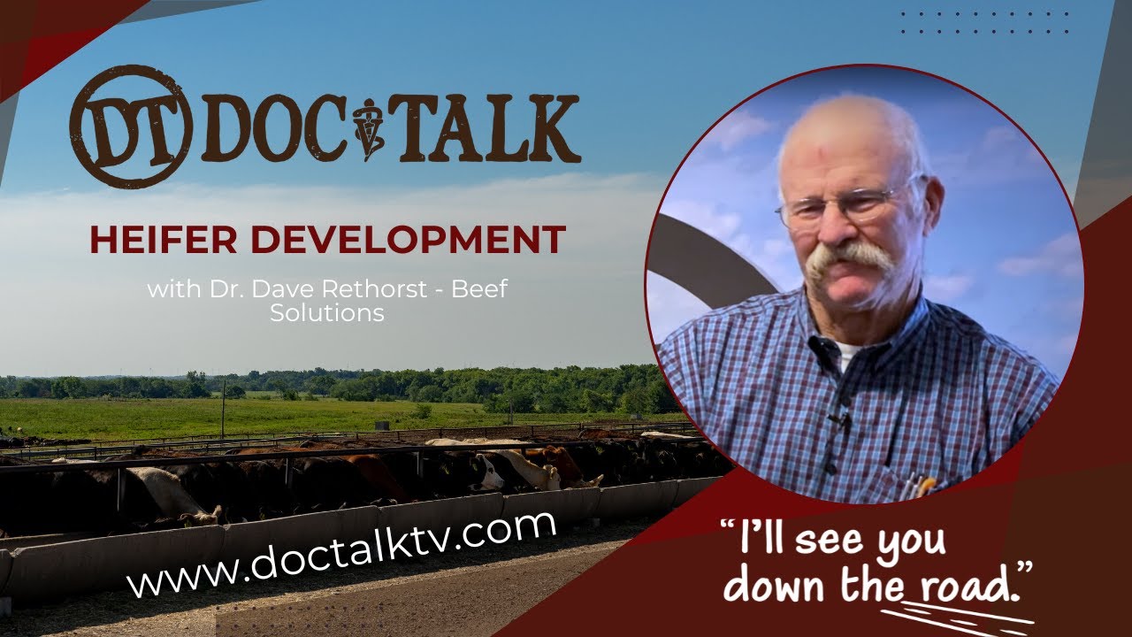 DocTalk Ep 569 - Heifer Health Development with Dr Dave Rethorst