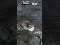 За СКОЛЬКО ты умрёшь DayZ не двигаясь    #dayz #dayzbase #dayzbasebuilding #игры #dayzgamers #memes