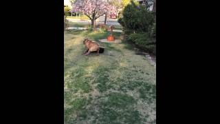 Neapolitan Mastiff vs Pitbull Great Dane Mix