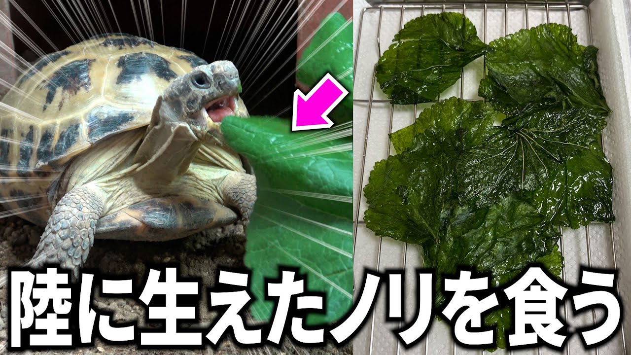◆「TORTOISE LAND リクガメ飼育百科」◆完全飼育マニュアル◆ リクガメ飼育百科 | 森暁生子, 森靖 |本 | 通販 | Amazon