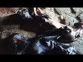 dystocia in goats 🐐|बच्चेदानी का मूंह नहीं खुलना | प्रसव पीड़ा #dystocia #goat