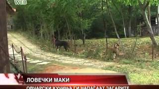 Ovcarski Kucinja Gi Napagjaat Loveckite Zagari