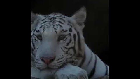 اسلام صبحي سورة فاطر