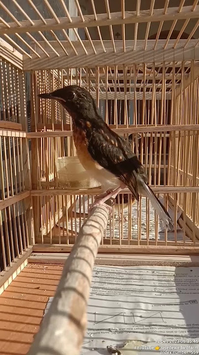 ciri ciri burung murai trotol calon prospek