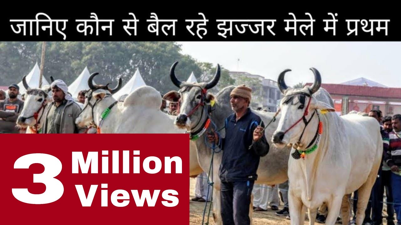 Haryana Bullocks Competition at Jhajjar