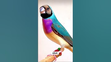 #عبدالباسط_عبدالصمد #سورة_الاخلاص #تلاوة_خاشعة #القرآن_الكريم