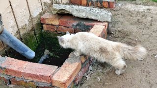 Mama Cat Came to See Inside this Sewer Many Times, Daily! People were Surprised to Know the Reason! by Cat Rescue Hub 48,399 views 3 months ago 9 minutes, 57 seconds