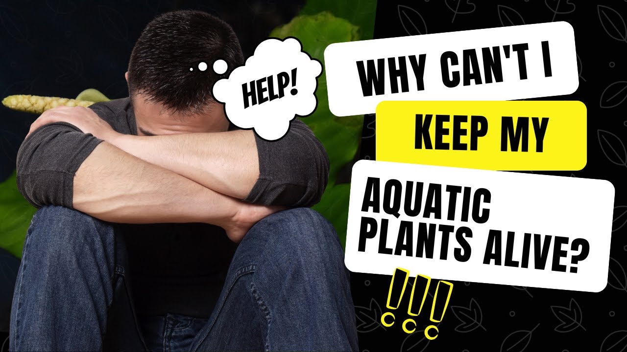 a video about CO2