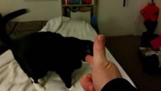 The Catrix: Bullet-time