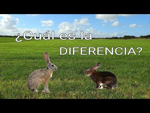 Video: Liebre liebre y liebre liebre: descripción, distribución, similitudes y diferencias