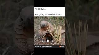 stereotype anime shy characters #anime #animememes #memes #shorts stereotype anime shy characters #anime #animememes #memes #shorts