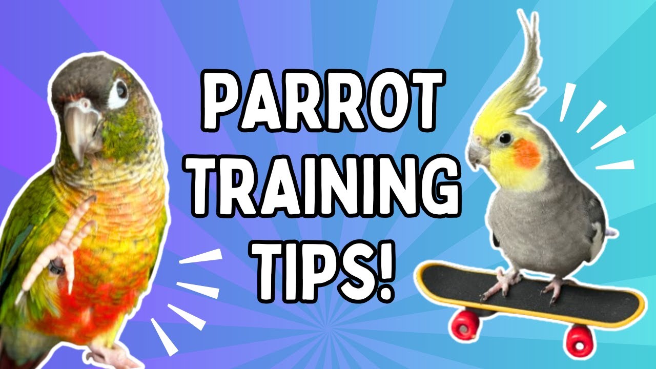 View of 7 Pet Parrot Training Tips | BirdNerdSophie - YouTube