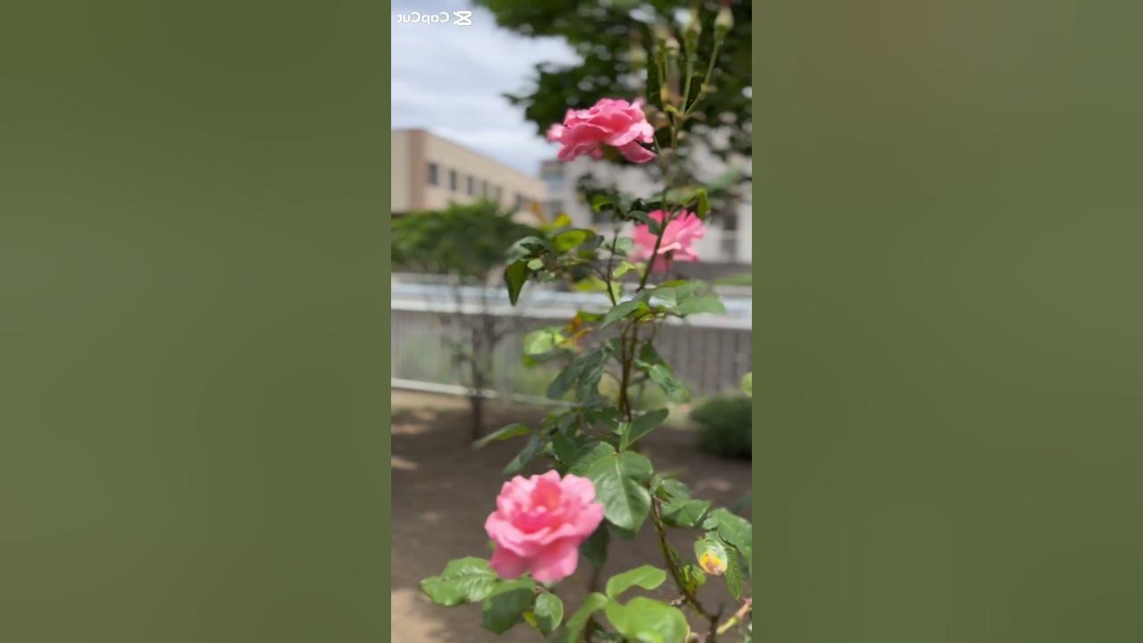 one-rose-says-more-than-the-dozen-youtube
