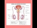 male reproductive system,,, #malereproductivesystem #biology #nursingnotes #anatomy #neet #medical