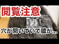 [閲覧注意]再び化膿した傷口　[猫]