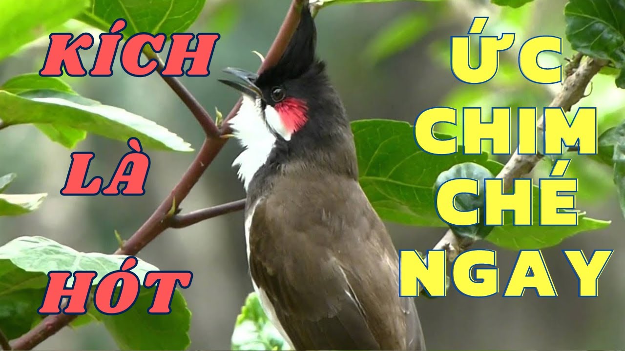 Luyện chào mào hót căng lửa, QUÁ HAY -CHÉ KÍCH CHIM CĂNG ĐÉT, Cách luyện chào mào hót sáng, chao mao