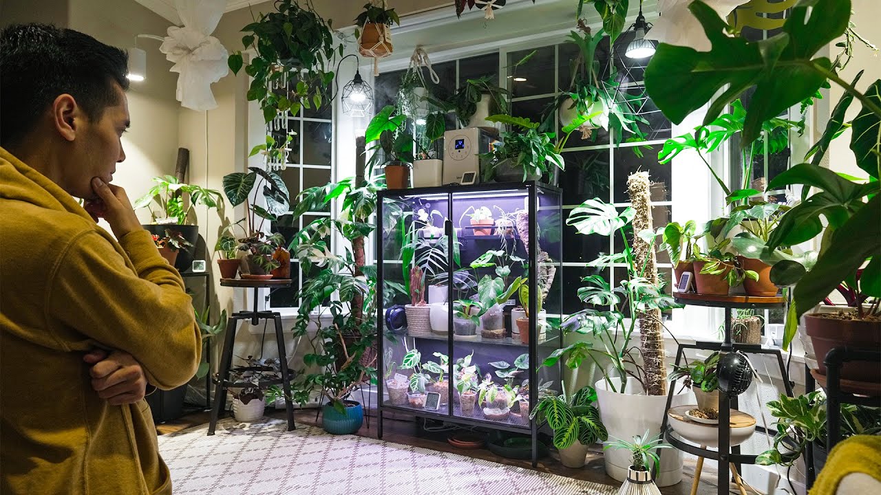 Most EXPENSIVE Pothos I've Ever Seen.. YouTube