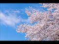 【弾き語り】花吹雪 柴田淳