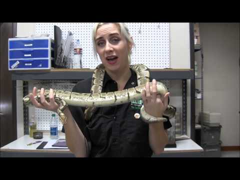 Adult Spider Ball Pythons