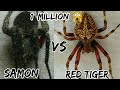 1 million views samon vs red tiger walang ayawan  spider fight