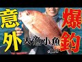 意外爆釣 勁好力 ┃紅色刺身┃大漁小魚#114 ┃CC 中文字幕