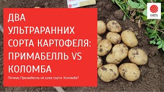 Два ультраранних сорта картофеля Коломба и Примабелль. В чем отличие?