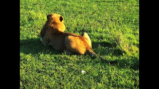 Lion Gone so far #lion #shortvideo #masail #wildlife