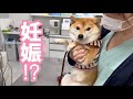 【可愛すぎるエコー検査】妊娠36日目 豆柴さにらむ #38