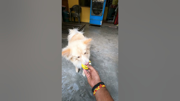 SO MANY BALLS FOR MY DOG #shorts rts