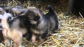 Bonnie's Puppies December 2014 by DireWolf Dogs of Vallecito, LLC 454 views 9 years ago 1 minute, 4 seconds