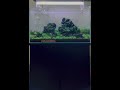 #fish #fishtank #aquarium #rasbora #tetra #relax #relaxing #relaxingmusic