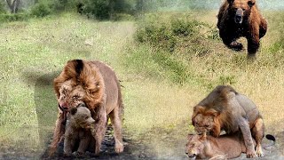 妈妈的真爱！棕熊妈妈为拯救熊宝宝的生命与美洲狮进行可怕的战斗！勇敢的妈妈！