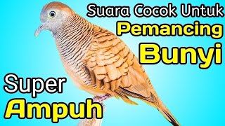 PERKUTUT LOKAL GACOR suara kecil - PANCINGAN BUNYI UNTUK SEMUA JENIS BURUNG PERKUTUT (💯%AMPUH)