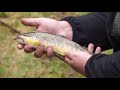 Pesca a trota torrente in alto adige  star fishing tv