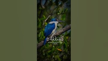 سورة الإخلاص #tanding #اكسبلور #trendingvideo #دويتو #المصحف #duet #راحة_نفسية #قرآن #لايك