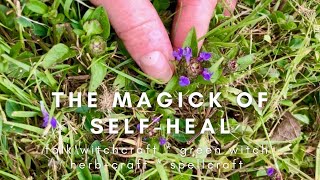 THE MAGIC OF SELF-HEAL (PRUNELLA VULGARIS) #SHORTS | HERB-CRAFT | GREEN WITCH | FOLK WITCHCRAFT