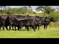 Ribble Aberdeen-Angus Dispersal